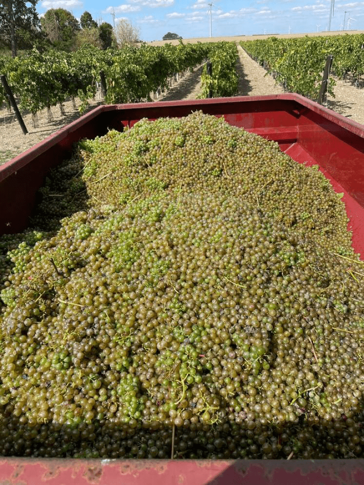 Vendanges