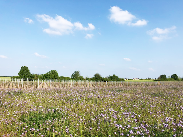 Vignoble