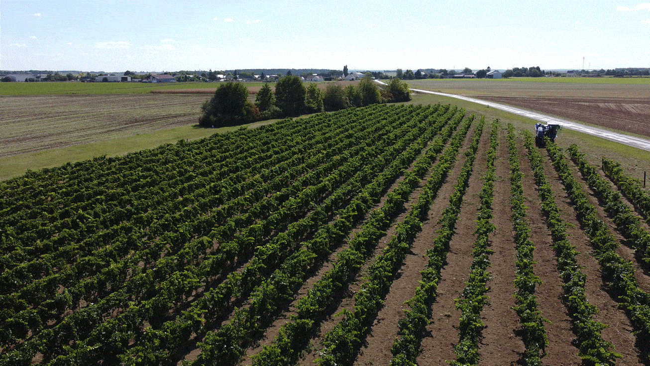 Vendanges